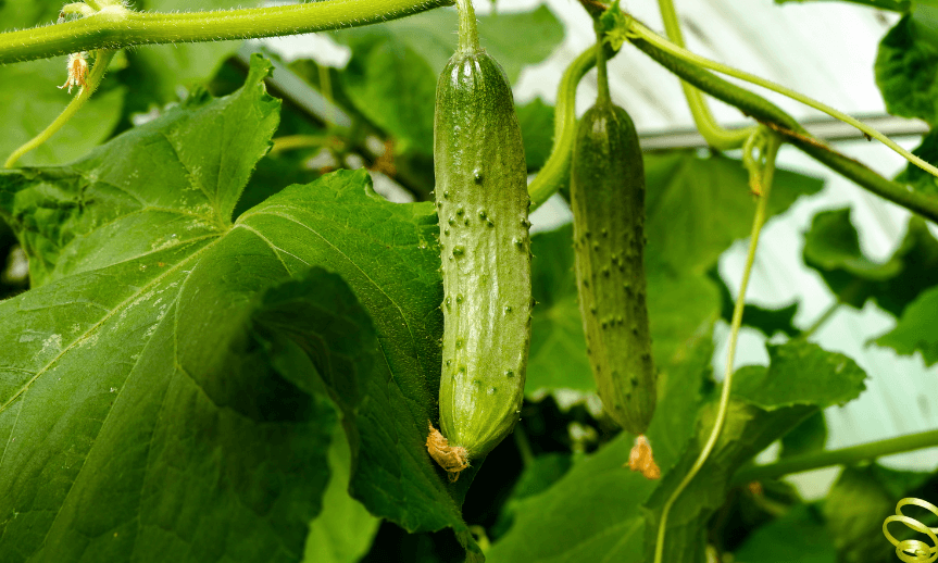 jak-uprawiac-ogorki-na-siatce-atreon