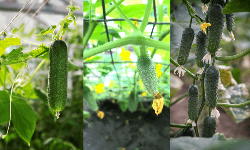 siatka-na-ogorki-jak-atreon