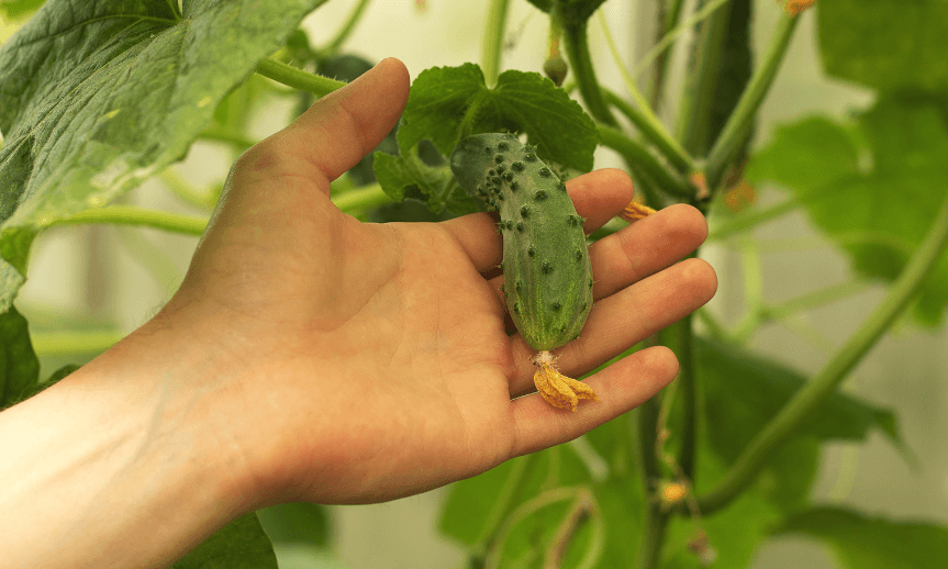 uprawa-ogorkow-na-siatce-atreon